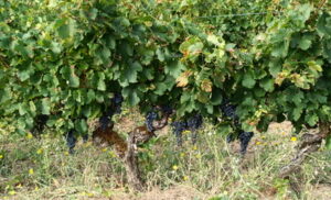 Vignoble Gaillacois
