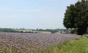 diapo_rabastens_montastruc_10